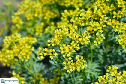 Rue Flower